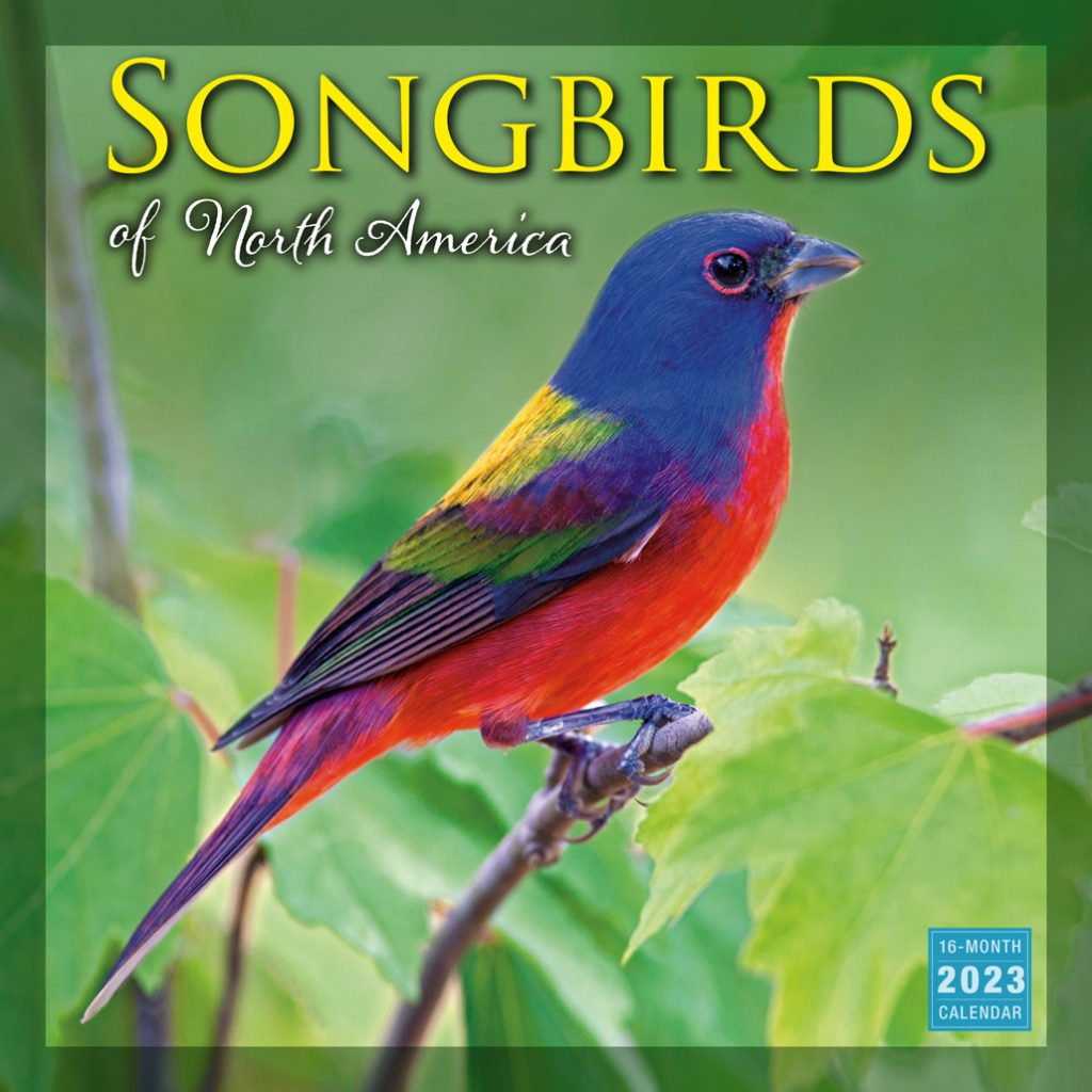 Songbirds of North America 2024 Wall Calendar RSVP